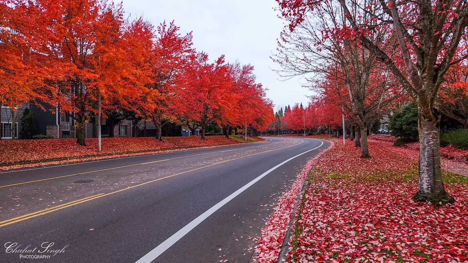 A residential street lined with bright red maple trees, fallen leaves covering the road and sidewalk.