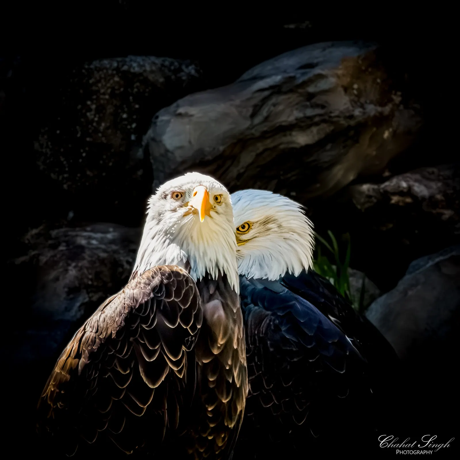 Two bald eagles perched close together against dark rocks, one facing forward and one in profile.