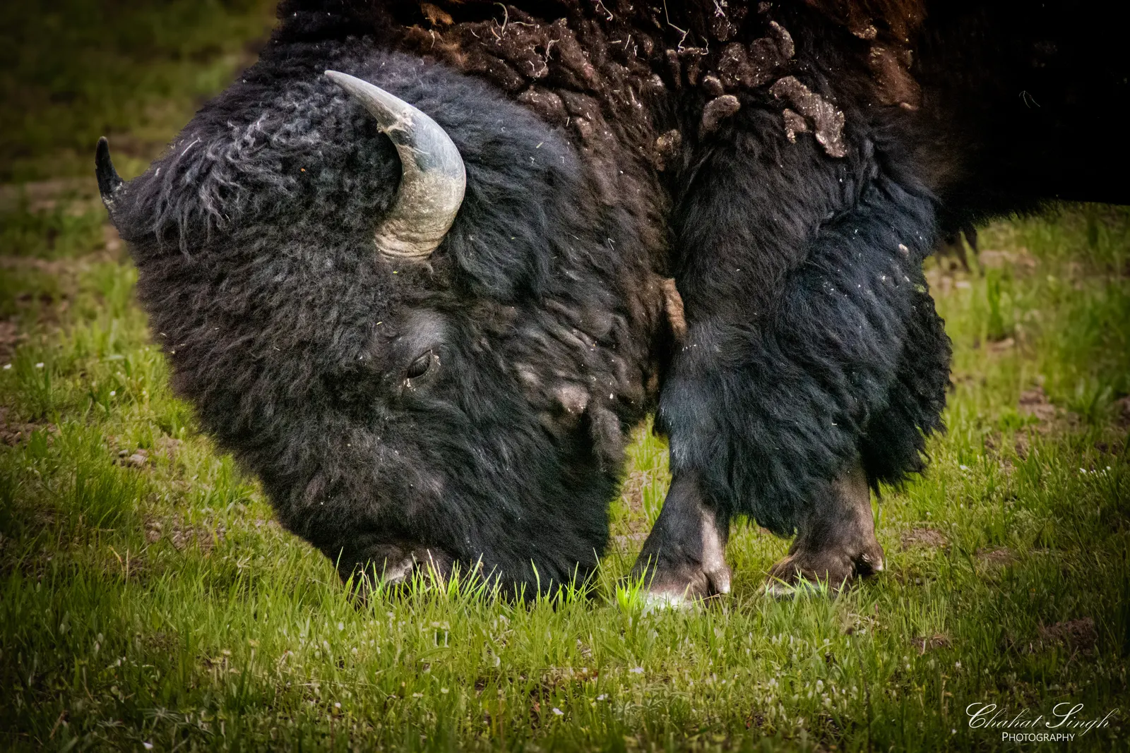 Close-up of a bison grazing on grass, showing its head, horn, and shaggy fur.