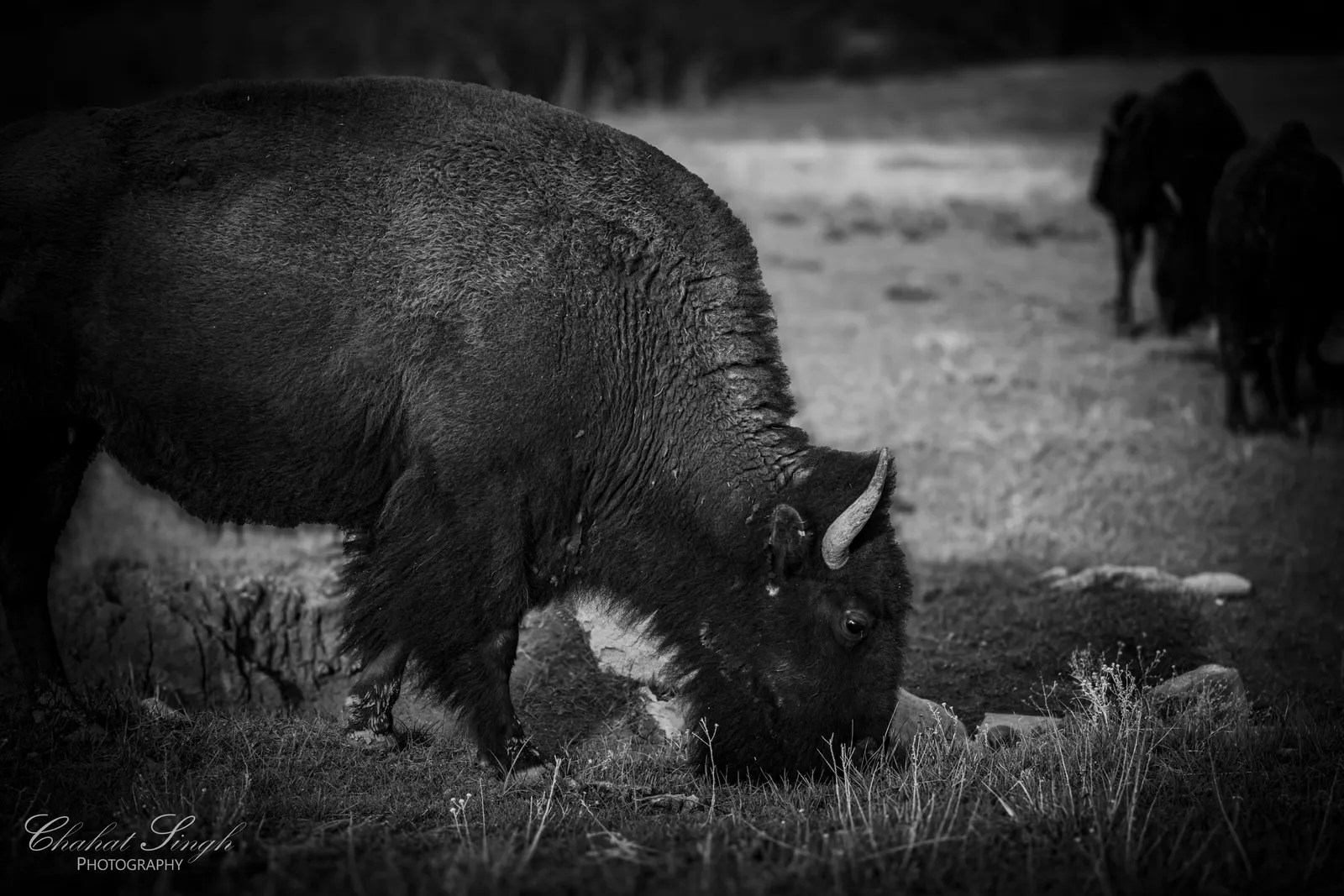 A bison grazing with its head down, more bison visible walking behind it in a field, in black and white.