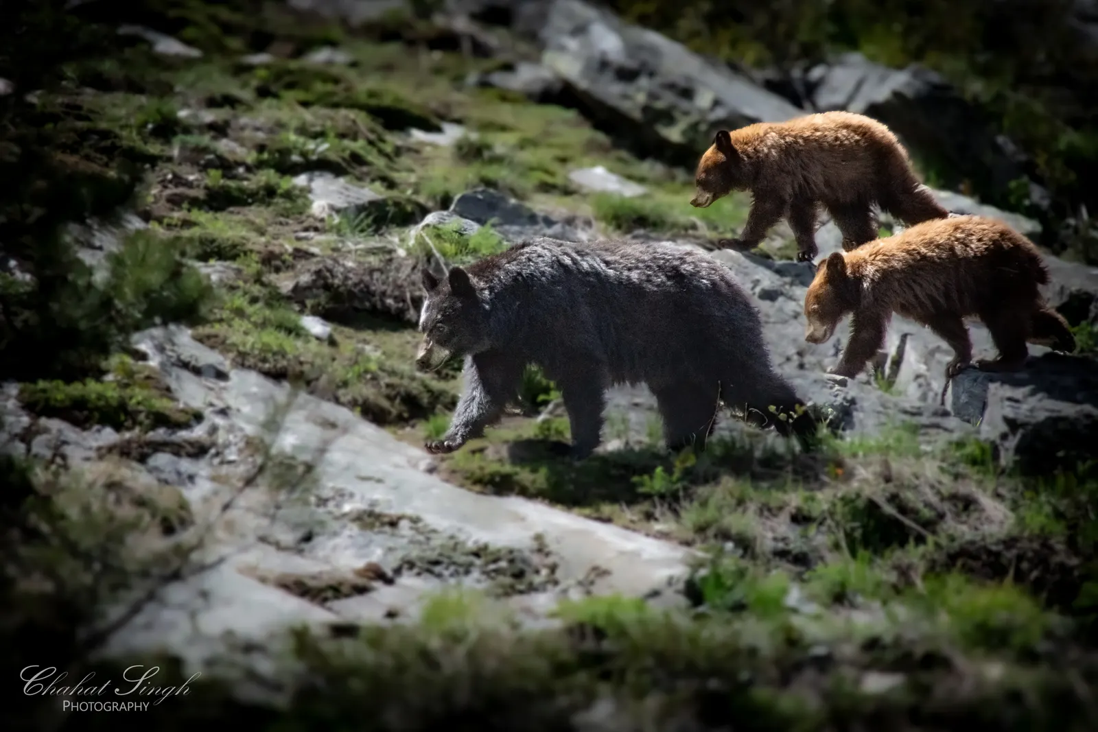 A black bear walking across a rocky mountainside followed by two cinnamon-colored cubs.