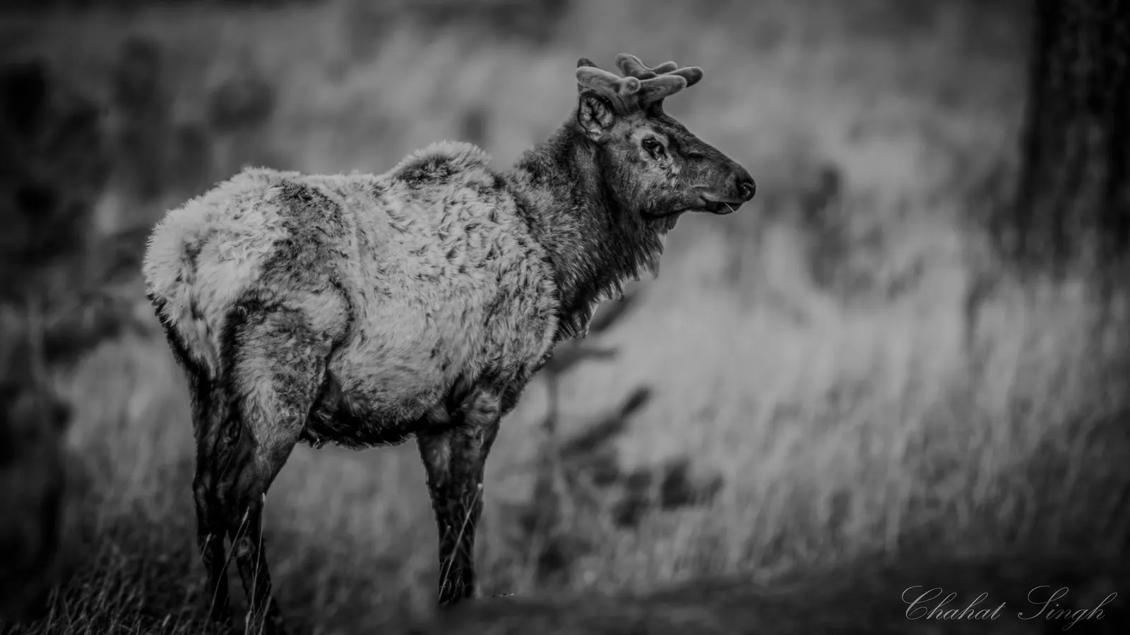 A young elk with small antlers looking back over its shoulder in a grassy field, in black and white.
