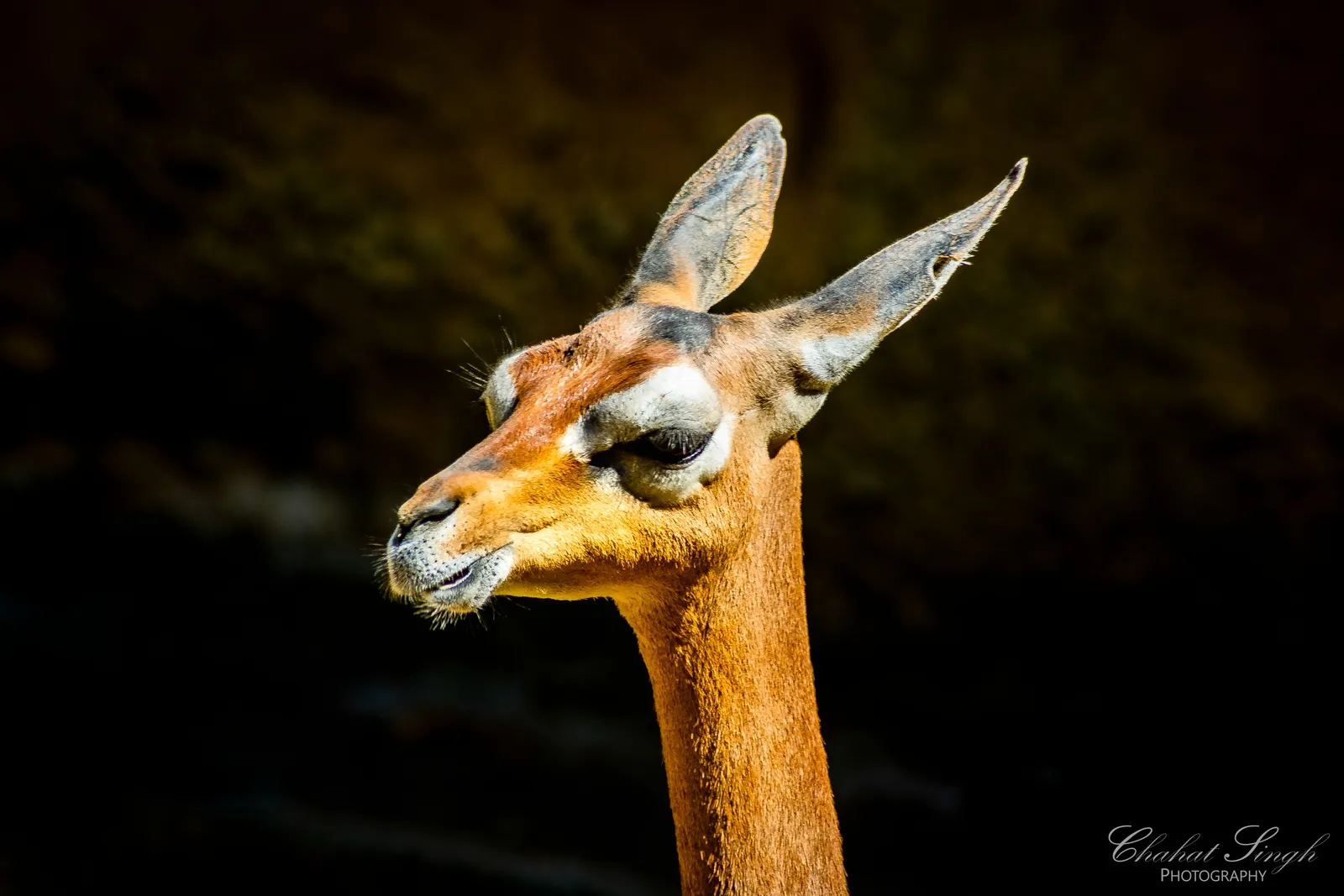 A gerenuk antelope's slender neck and face, ears alert, against a dark background.