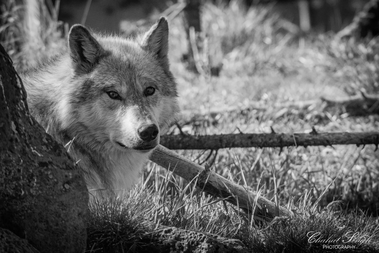 A gray wolf resting on the ground with alert eyes open, in black and white.