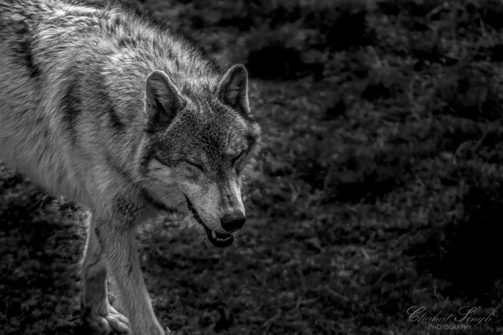 A gray wolf walking forward through shadowed brush, in black and white.