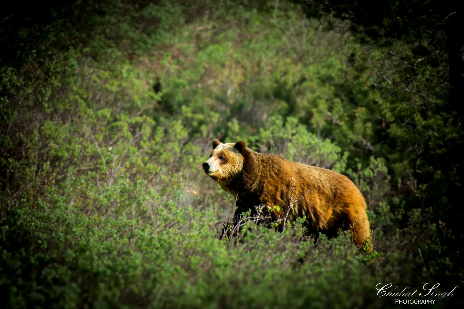 A grizzly bear walking through green brush and wildflowers on a hillside.
