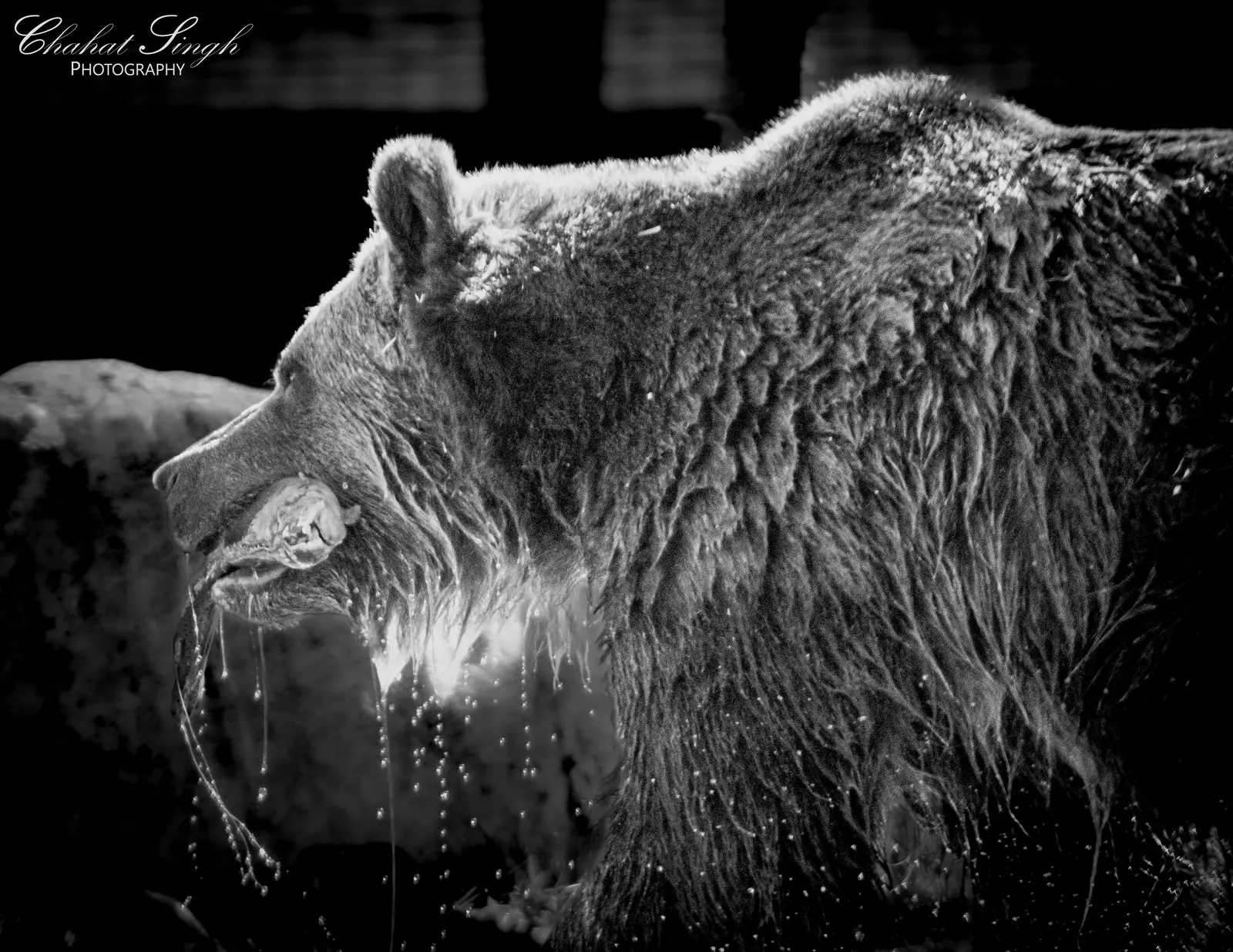 A wet grizzly bear shaking off water, close-up profile, in black and white.