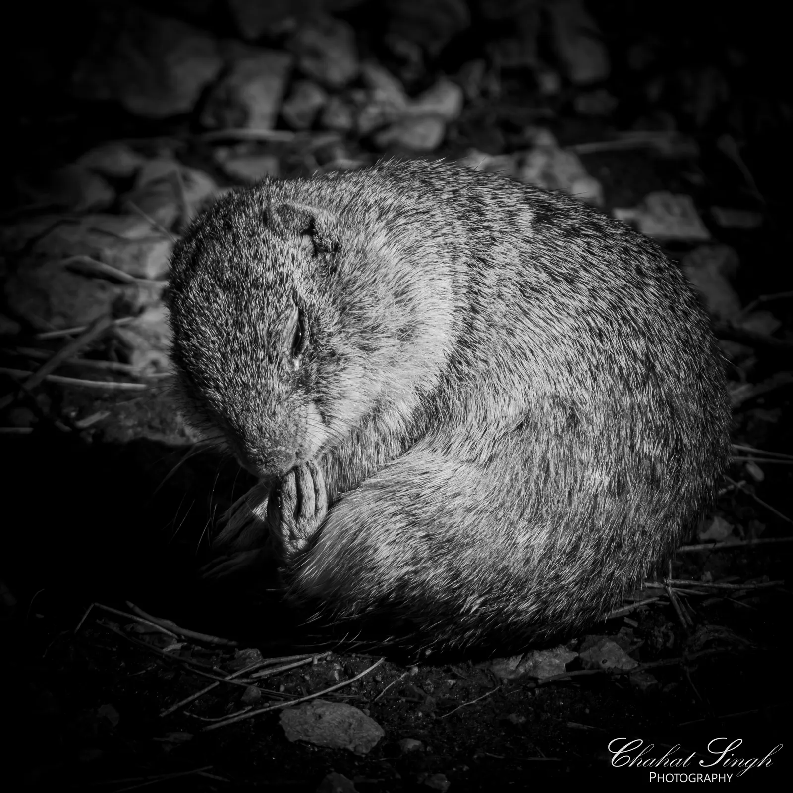 A ground squirrel curled up asleep among rocks, in black and white.