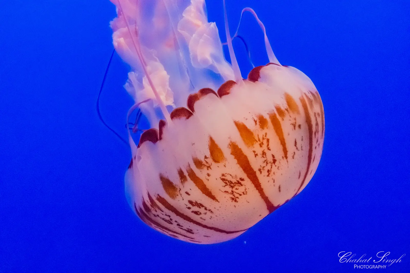 A translucent jellyfish with a red-striped bell drifting through deep blue water.