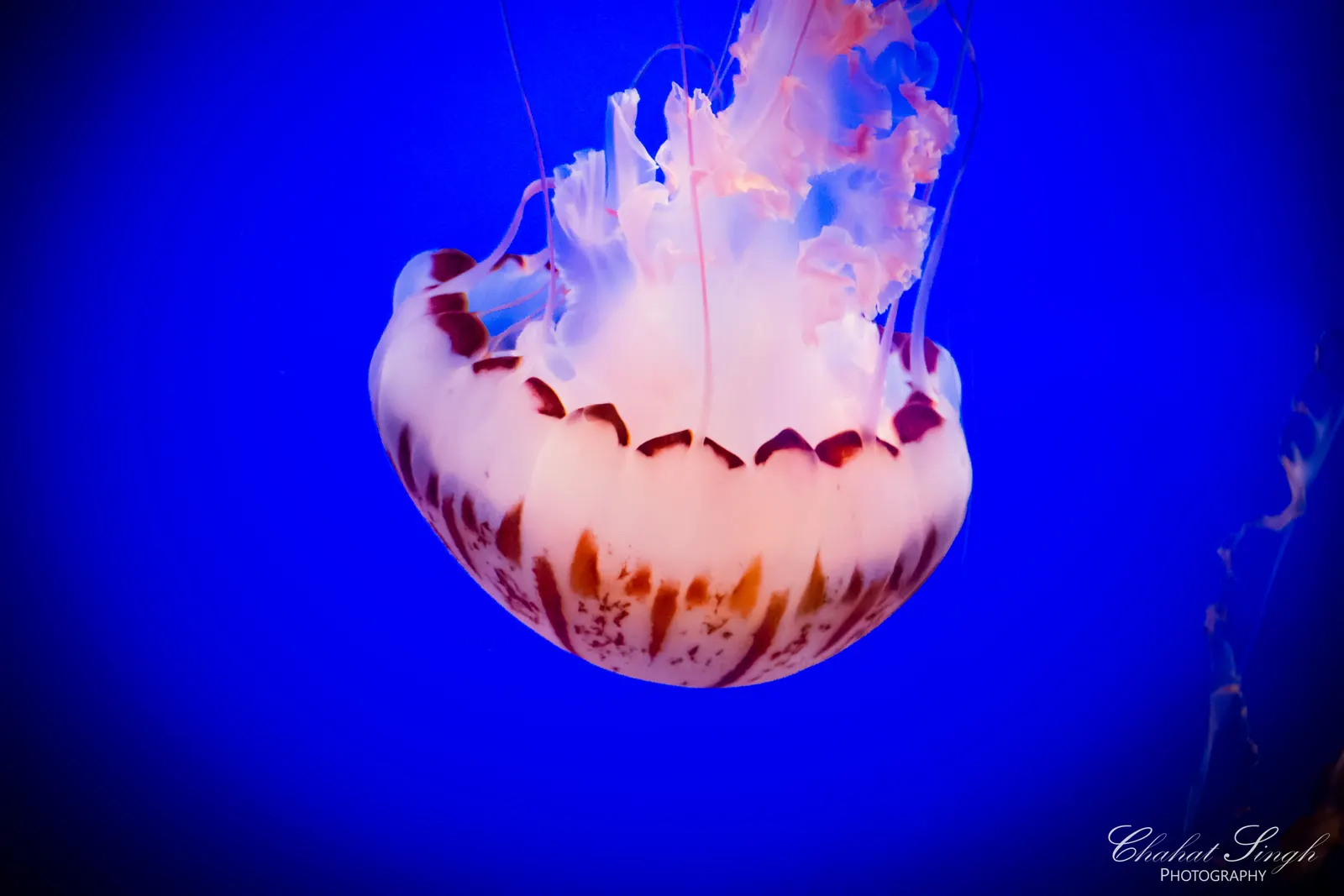 A jellyfish's tentacles trailing upward as it drifts through vivid blue water.