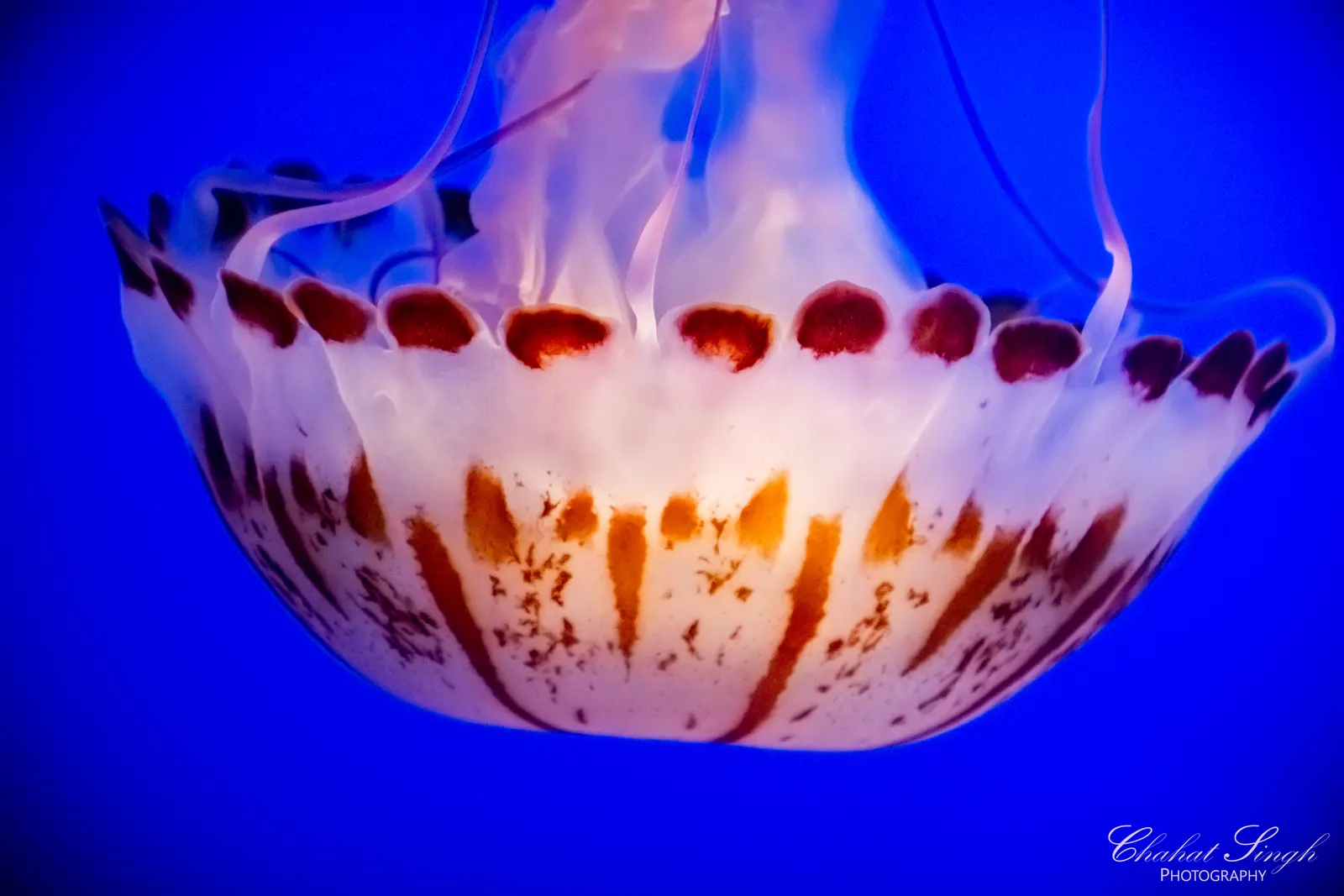 A jellyfish glowing white and orange against a deep blue background, tentacles flowing above it.