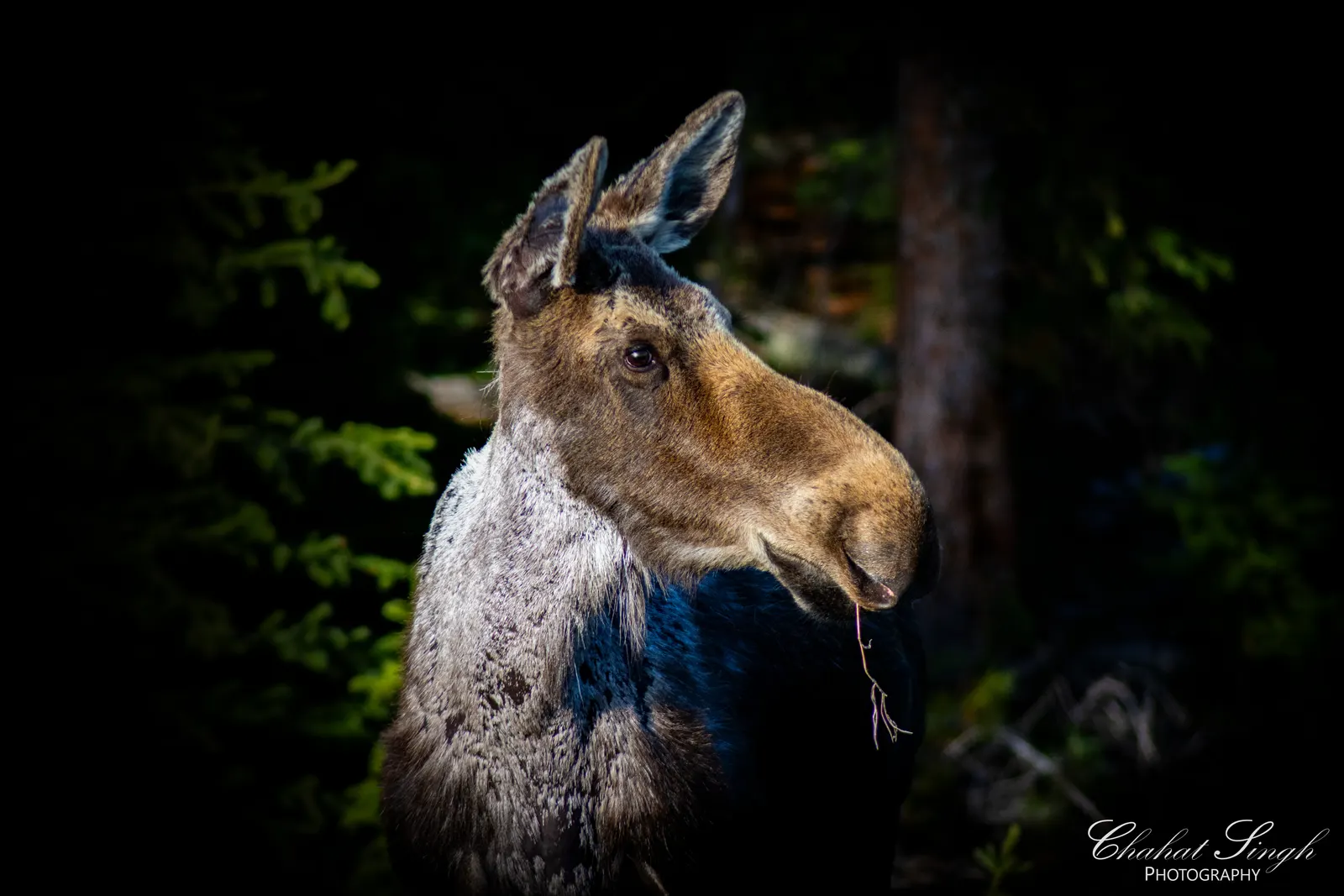 A moose's head and shoulders in profile against a dark forest background.