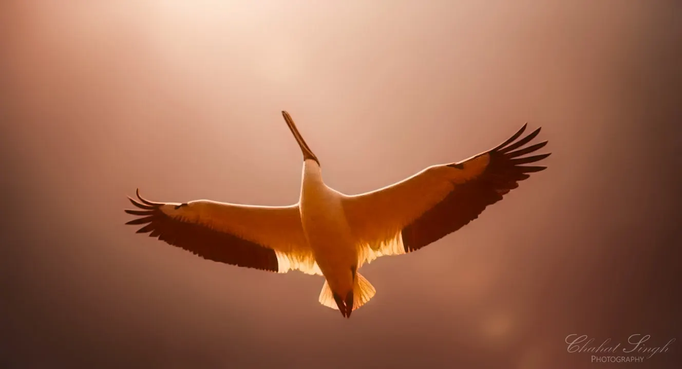 A pelican in flight with wings fully spread, backlit by golden light.