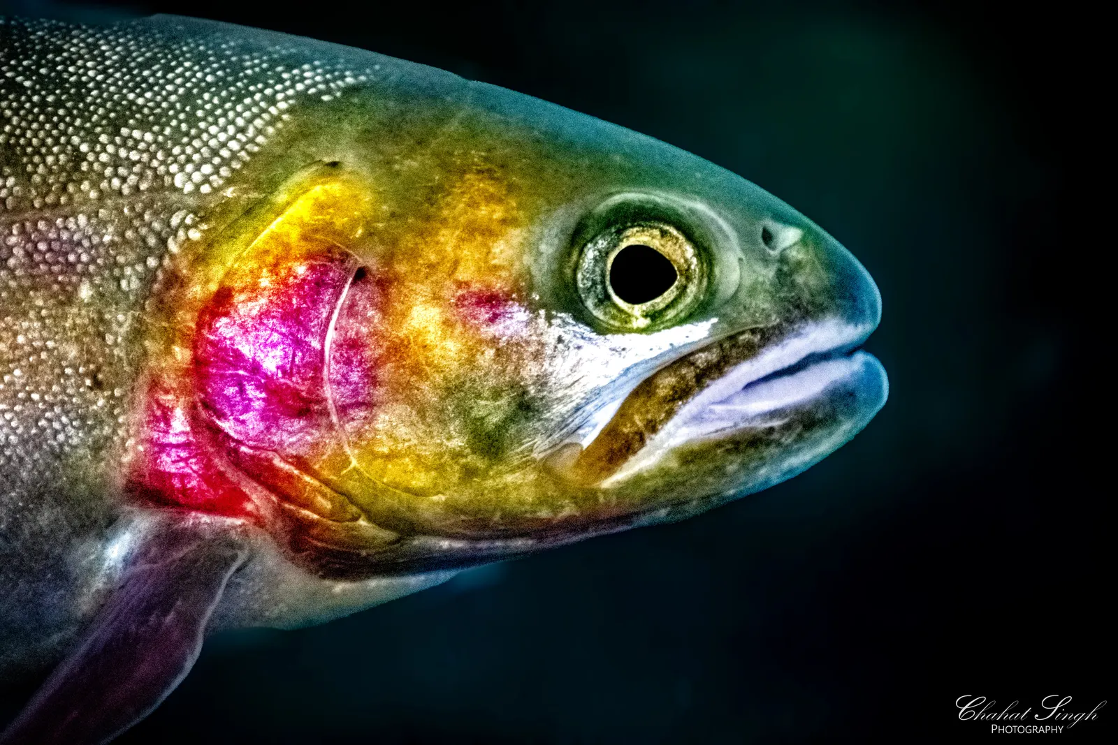 Close-up of a rainbow trout's head, showing its iridescent pink and green scales.