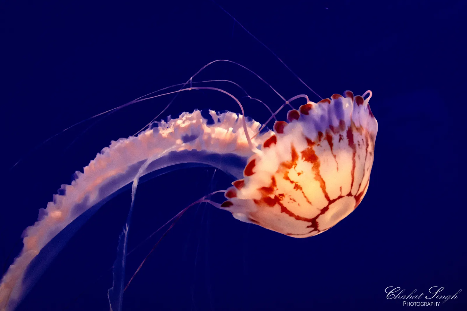 A sea nettle jellyfish with long trailing tentacles drifting in dark blue water.