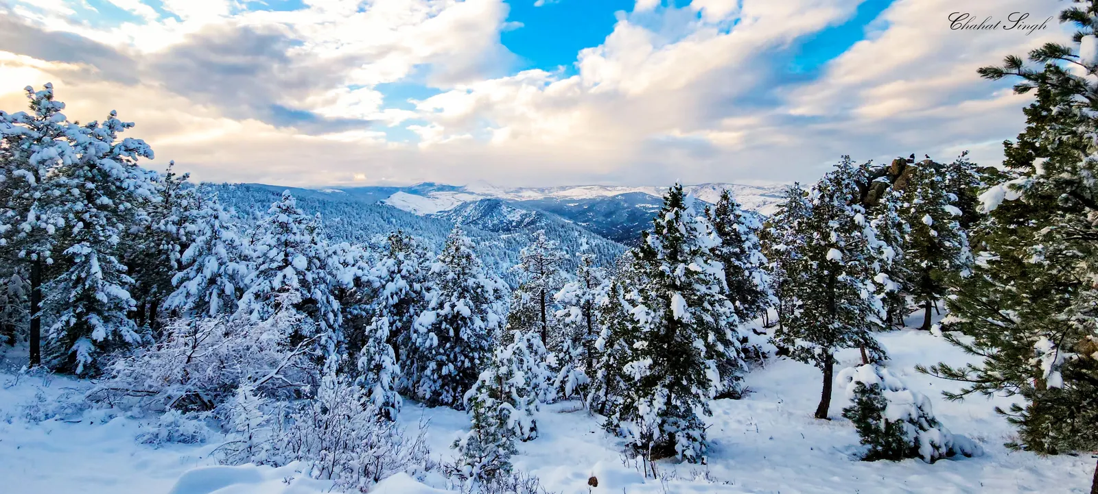A snow-covered pine forest under a partly cloudy mountain sky.