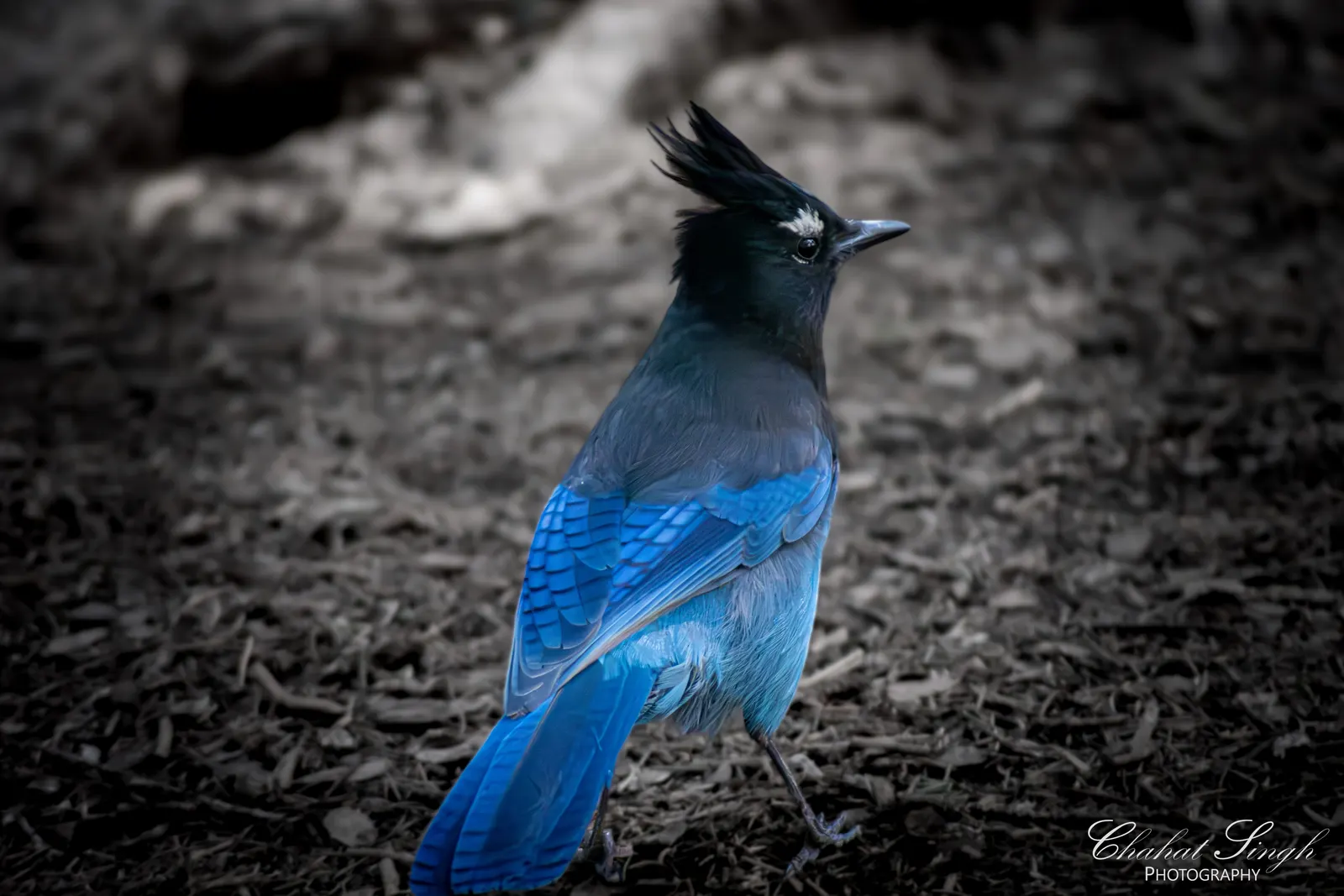 A Steller's jay with a tall black crest and blue body, standing on the forest floor.