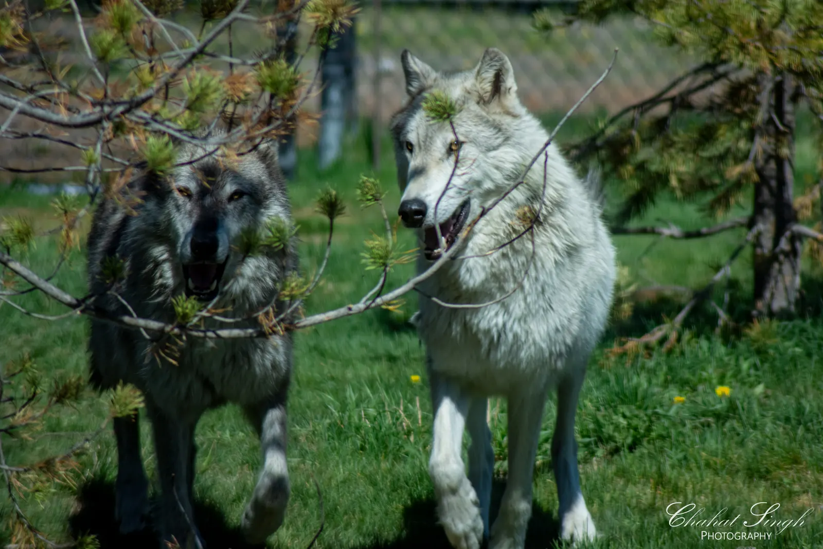 Two gray wolves standing together in tall grass near pine branches.