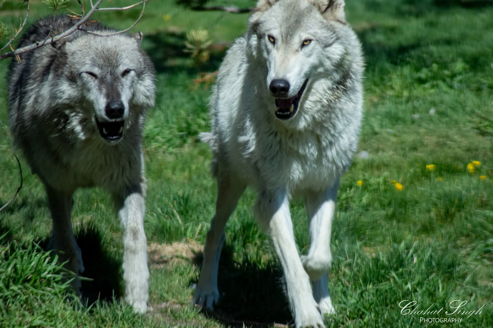 Two gray wolves walking side by side across a grassy field.