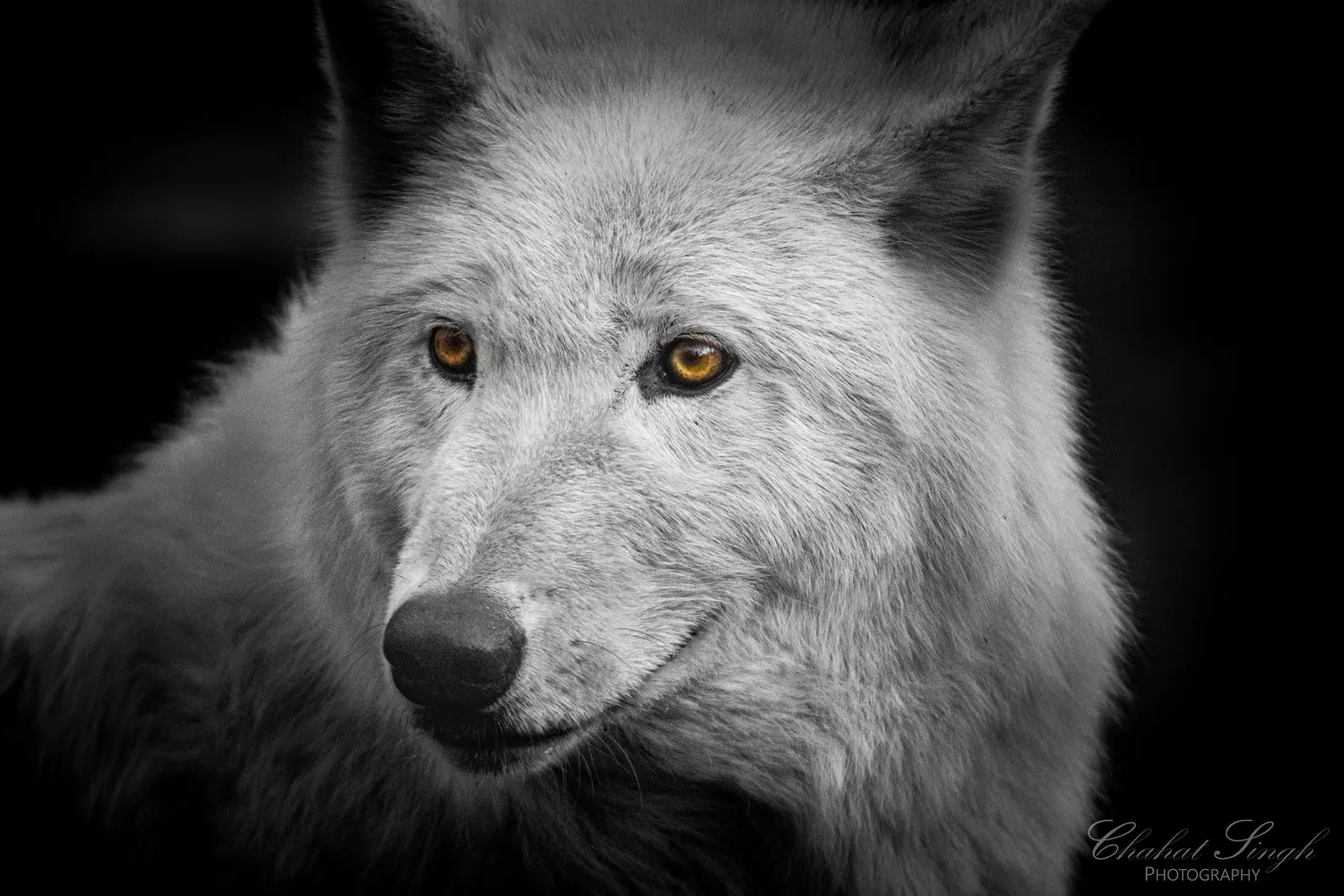 A close-up portrait of a white wolf with amber eyes, in black and white.
