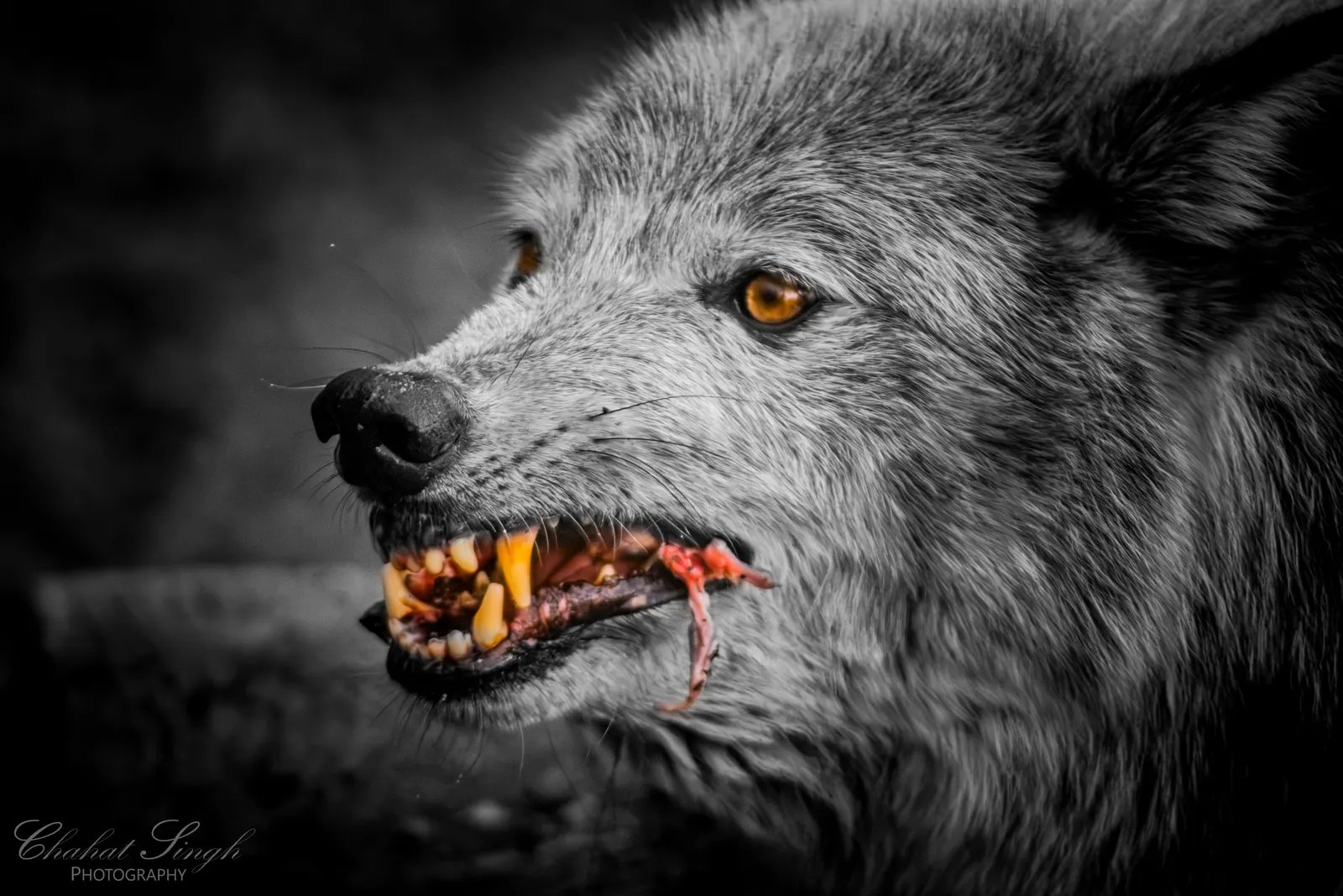 A wolf baring its teeth, close-up of its snarling face in black and white with amber eyes.