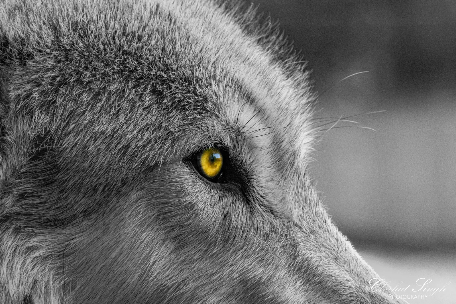Extreme close-up of a gray wolf's amber eye and surrounding fur, in black and white with the eye in natural color.