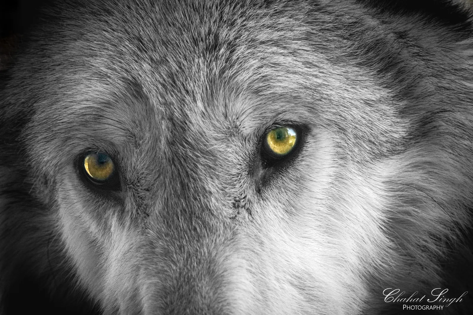 Close-up of a wolf's face, focusing on both amber eyes, in black and white.