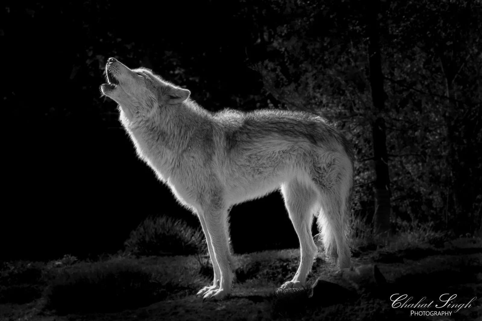 A wolf standing in profile, howling with its head tilted back, in black and white.