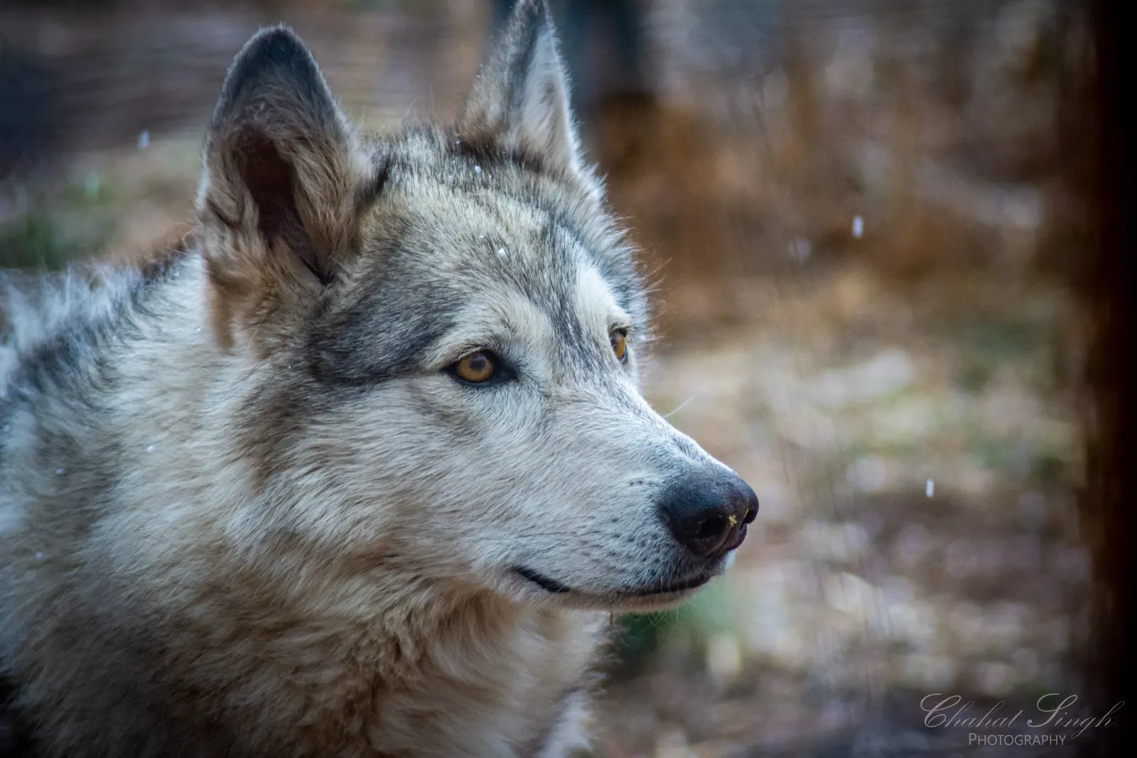 A wolf's face in falling snow, ears perked, in black and white.