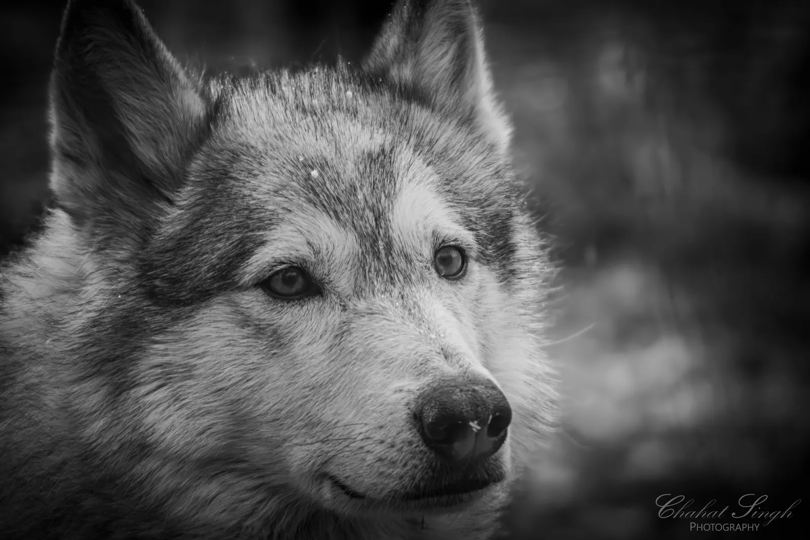 A wolf walking toward the camera with a direct gaze, in black and white.