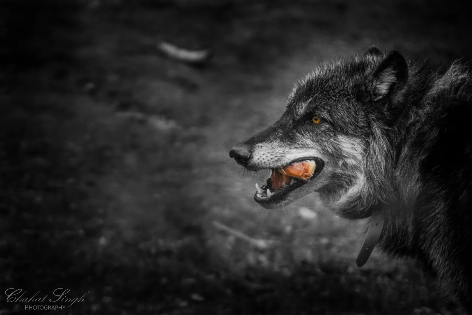 A wolf snarling with bared teeth, close-up profile in black and white with an amber eye.
